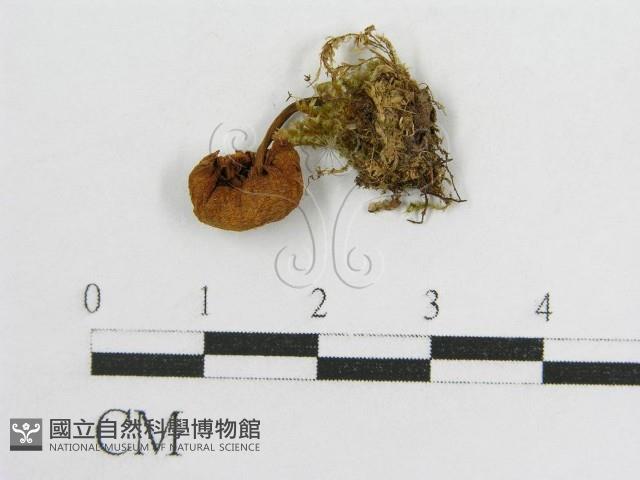 登錄號:F0001788藏品圖，第1張