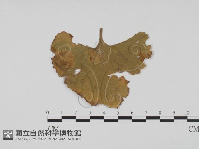 登錄號:F0011788藏品圖，第1張
