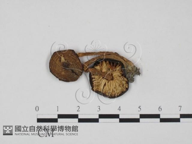 登錄號:F0004788藏品圖，第1張