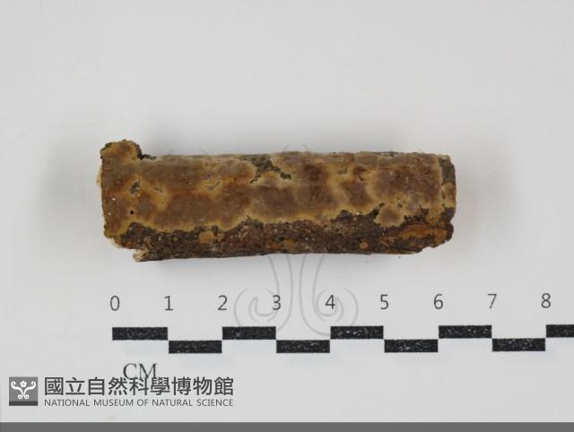 登錄號:F0034788藏品圖，第1張