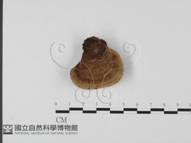 登錄號:F0022788藏品圖，第1張