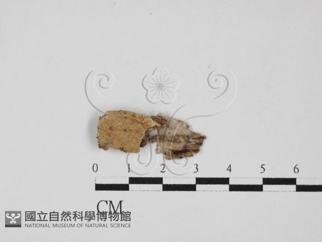 登錄號:F0002788藏品圖，第1張