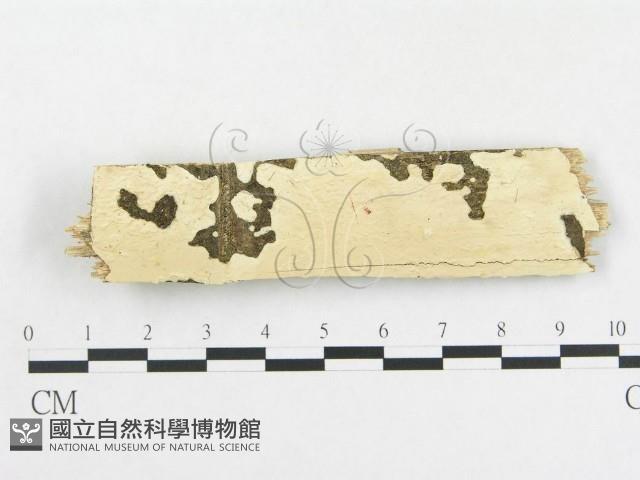 登錄號:F0012788藏品圖，第1張