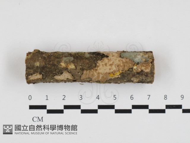 登錄號:F0032788藏品圖，第1張