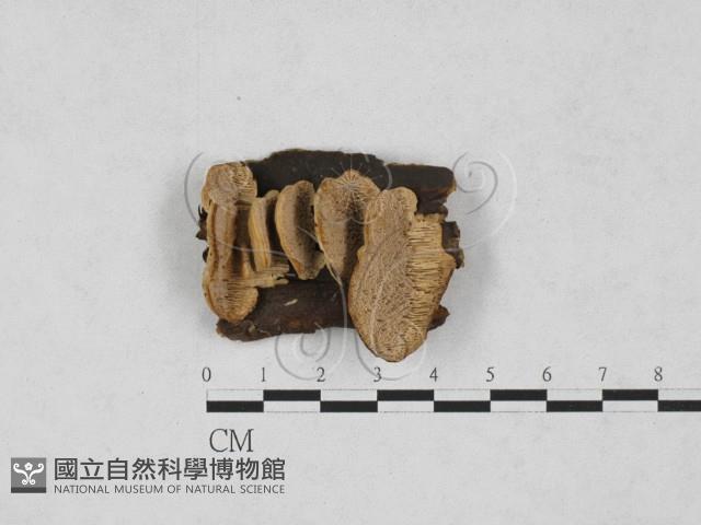 登錄號:F0027788藏品圖，第1張