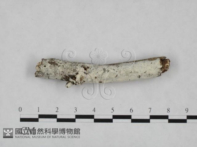 絲皮菌屬藏品圖，第1張