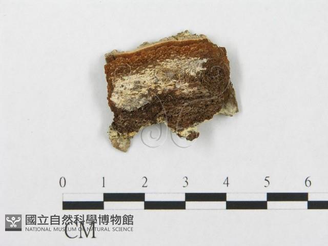 登錄號:F0017788藏品圖，第1張
