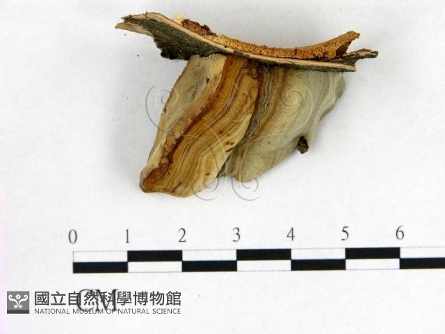 登錄號:F0005788藏品圖，第1張