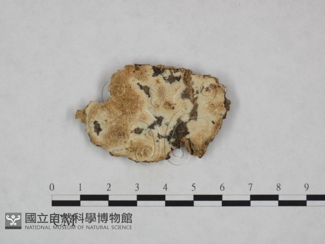 登錄號:F0023788藏品圖，第1張