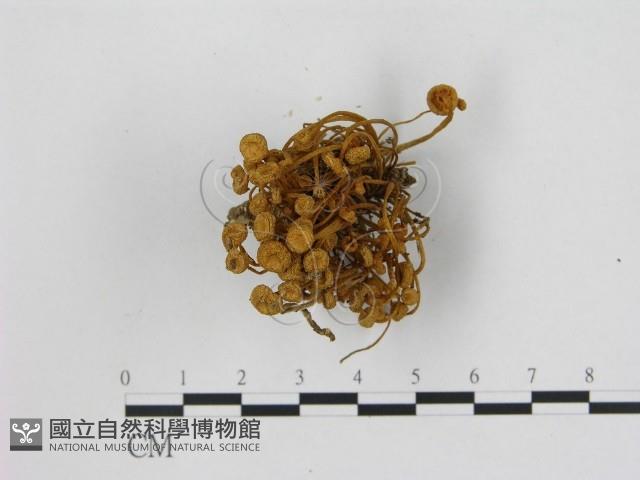 小菇屬藏品圖，第1張