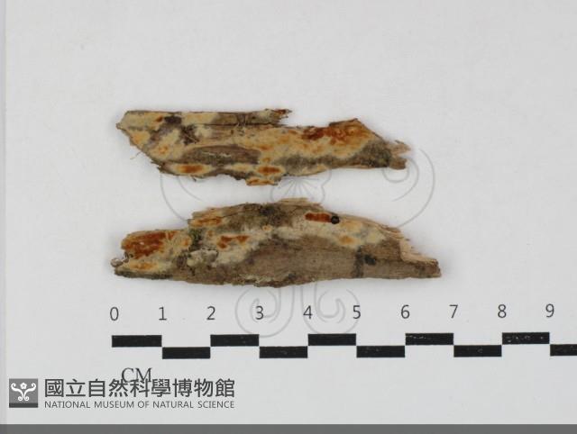 登錄號:F0033788藏品圖，第1張