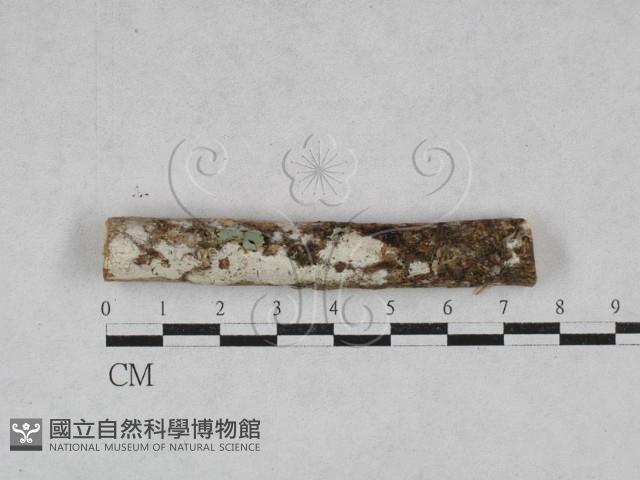 絲皮菌屬藏品圖，第1張