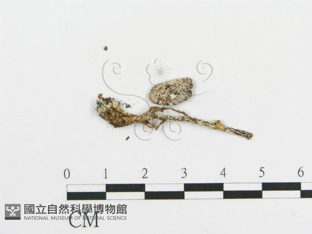 傘菌屬藏品圖，第1張