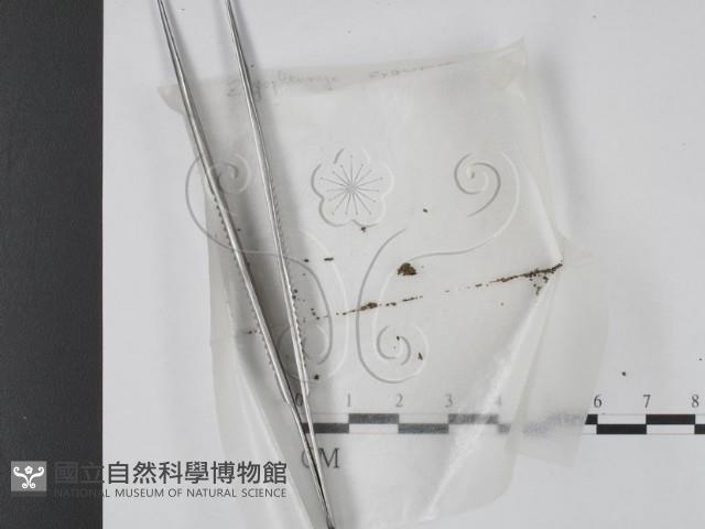 登錄號:F0000588藏品圖，第1張