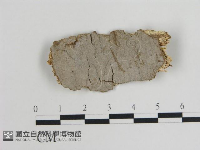 Accession Number:F0010588 Collection Image, Figure 1, Total 2 Figures