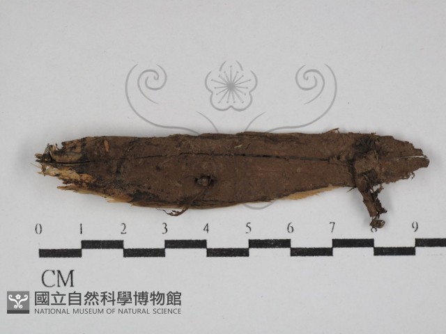 剛毛絲皮菌藏品圖，第1張
