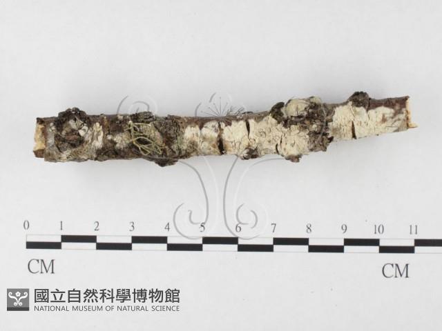 登錄號:F0026588藏品圖，第1張