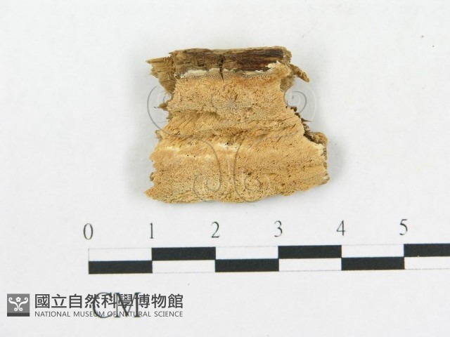 登錄號:F0006588藏品圖，第1張