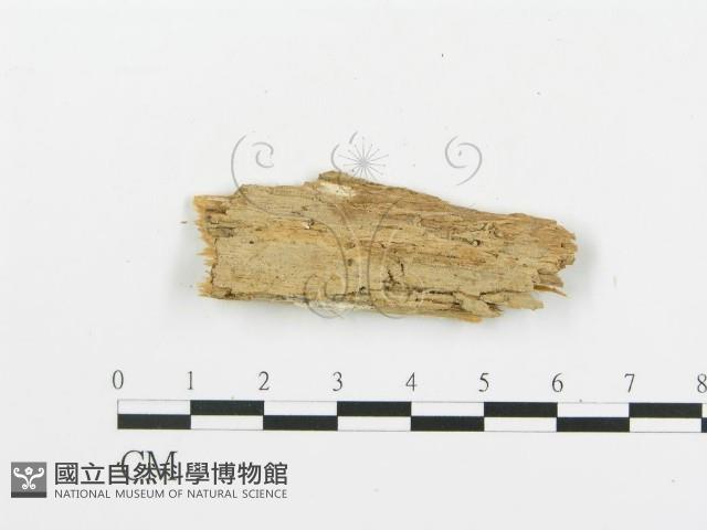 登錄號:F0016588藏品圖，第1張