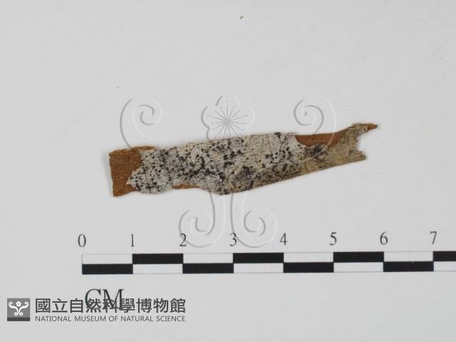 登錄號:F0011588藏品圖，第1張