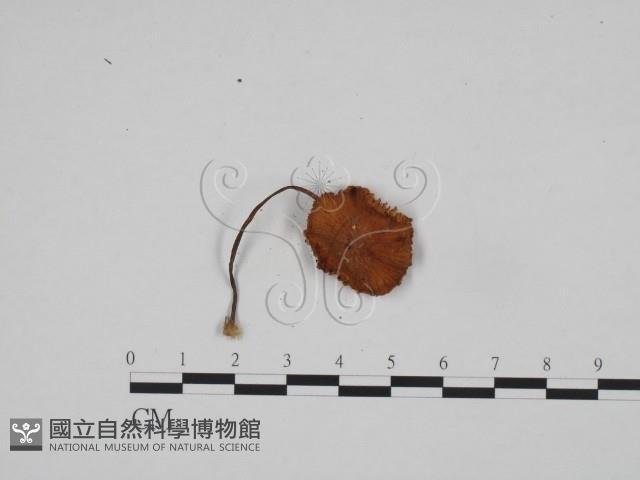 登錄號:F0024588藏品圖，第1張