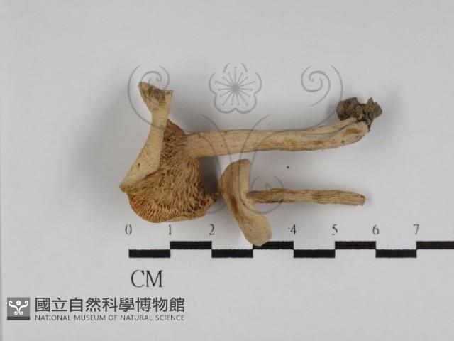 登錄號:F0014588藏品圖，第1張