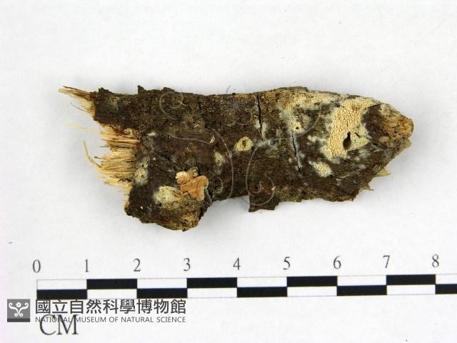 登錄號:F0022588藏品圖，第1張