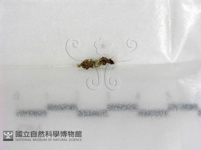 登錄號:F0002588藏品圖，第1張