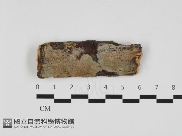 射脈菌屬藏品圖，第1張