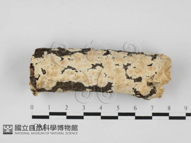 齒耳菌屬藏品圖，第1張