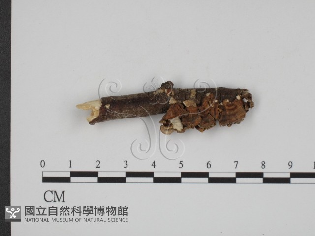 登錄號:F0007588藏品圖，第1張
