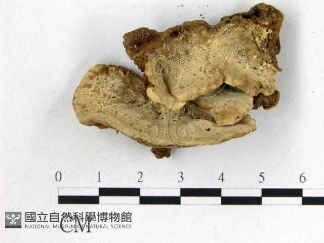 登錄號:F0015588藏品圖，第1張