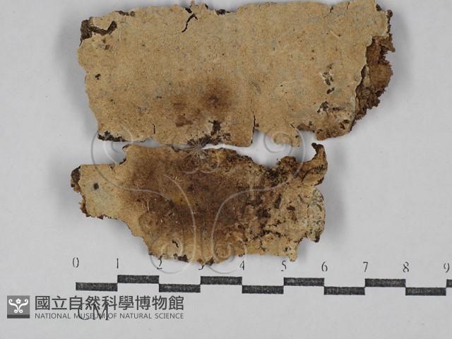 容氏菌屬藏品圖，第1張