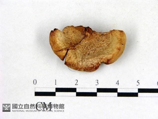登錄號:F0009588藏品圖，第1張