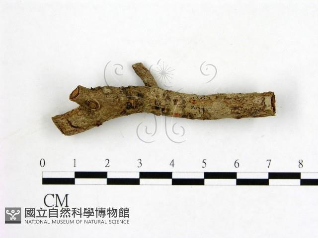 登錄號:F0019588藏品圖，第1張