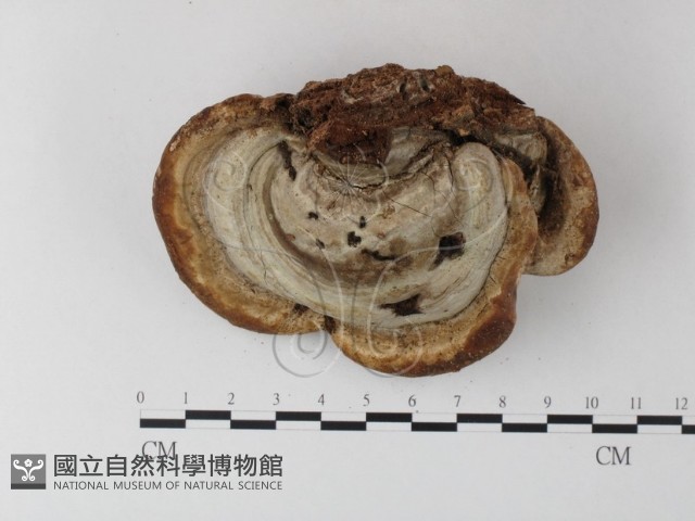登錄號:F0023588藏品圖，第1張