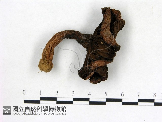 登錄號:F0013588藏品圖，第1張