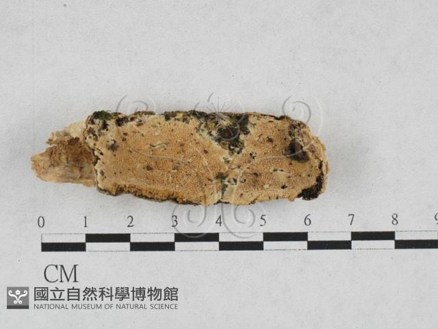 登錄號:F0028188藏品圖，第1張