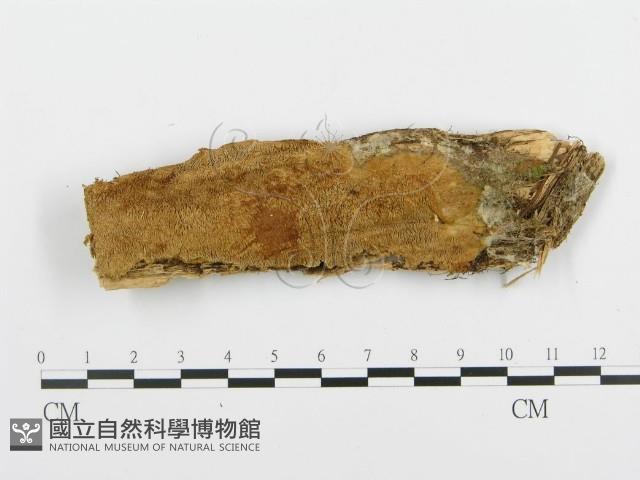 登錄號:F0008188藏品圖，第1張