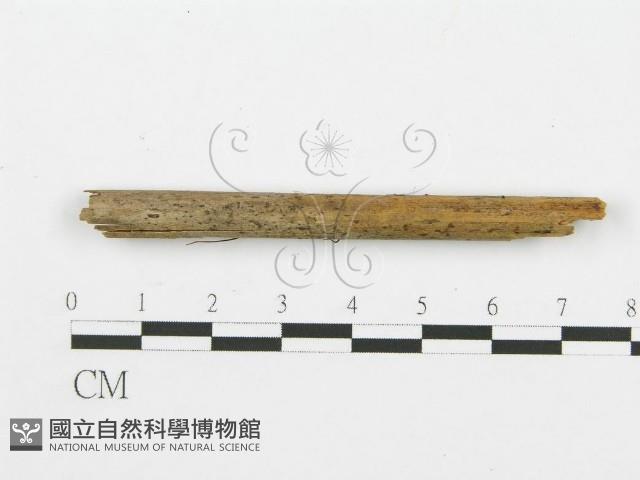 登錄號:F0010188藏品圖，第1張