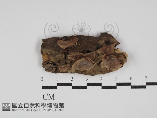 登錄號:F0030188藏品圖，第1張