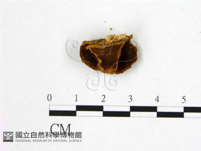 登錄號:F0006188藏品圖，第1張