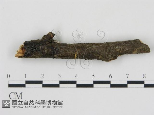 登錄號:F0001188藏品圖，第1張