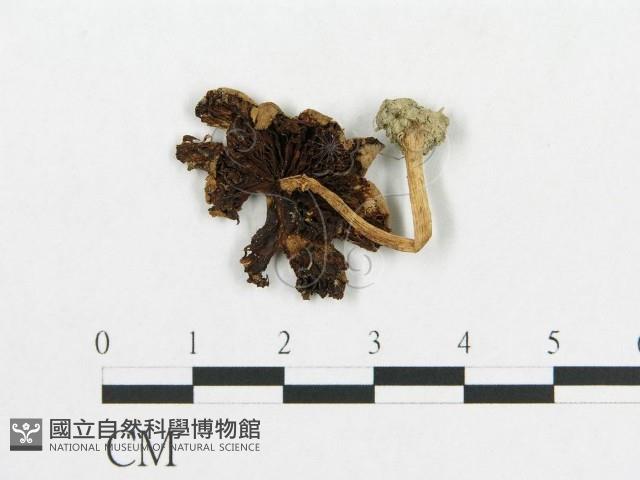 登錄號:F0011188藏品圖，第1張