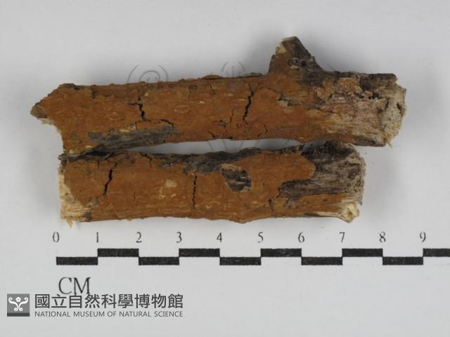 刺革菌屬藏品圖，第1張