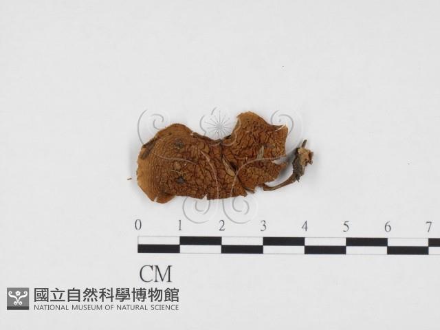 登錄號:F0024188藏品圖，第1張