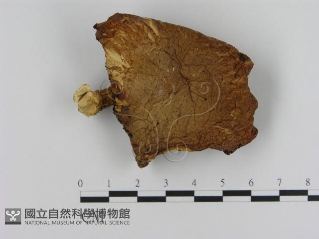 登錄號:F0014188藏品圖，第1張