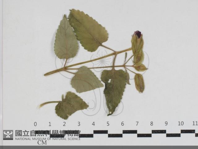 登錄號:F0034188藏品圖，第1張