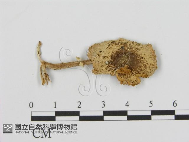 登錄號:F0002188藏品圖，第1張