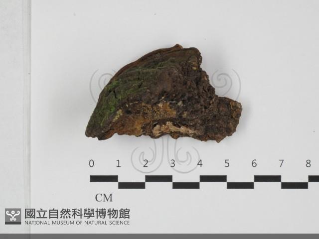 木層孔菌屬藏品圖，第1張